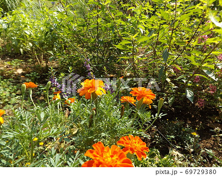 マリーゴールドのオレンジの花 69729380