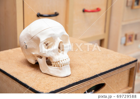 頭蓋骨模型（歯科・人体模型）の写真素材 [69729588] - PIXTA