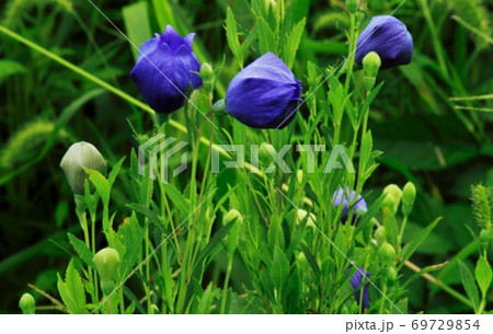 キキヨウの花 69729854