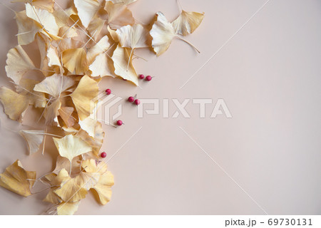 Autumn background. Ginkgo leaves with berries on bright background.top view 69730131