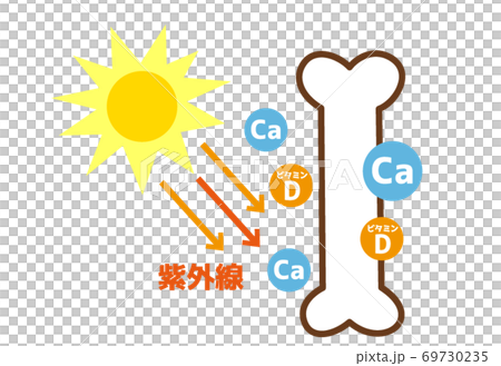 紫外線を浴びるとビタミンDがつくられる図 69730235
