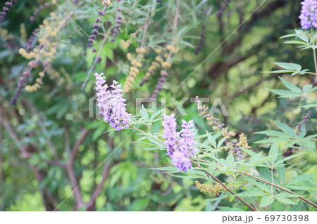 セイヨウニンジンボクの花 セイヨウニンジンボクの花 69730398