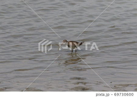 キアシシギ　エサ取り　採餌 69730600