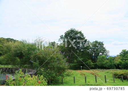 初秋の公園　セイヨウニンジンボクの花 69730785