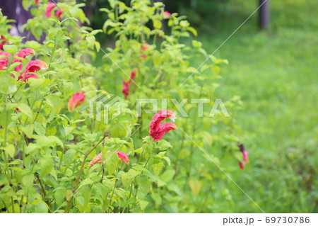コエビソウの花 69730786