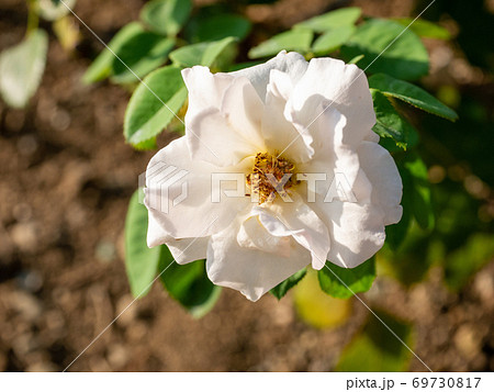 晴れの日の一輪のプリティレディーの写真素材