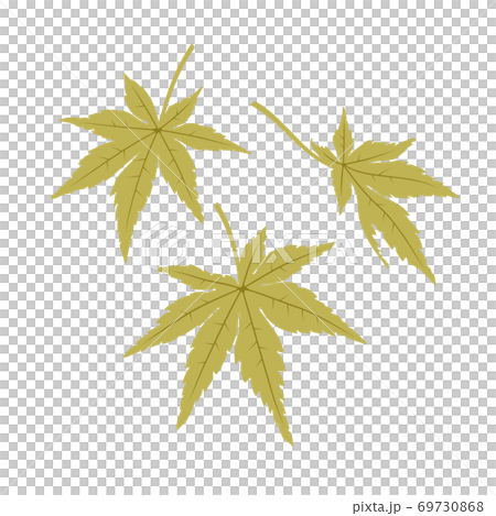 もみじの葉(緑) もみじの葉(緑) 69730868