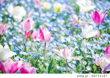 ネモフィラとチューリップの花畑 ネモフィラとチューリップの花畑 69731187