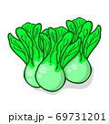 Bok choy or chinese cabbage vegetable vector illustration isolated on white background 69731201