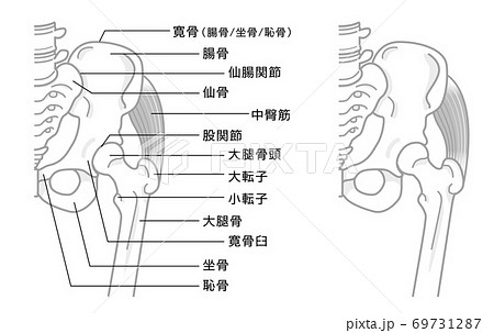 股関節と骨盤周辺の骨構造 イラスト モノトーンのイラスト素材