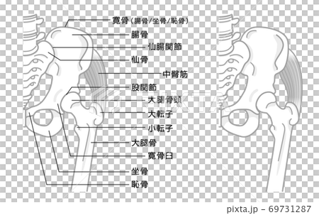 股関節と骨盤周辺の骨構造　イラスト　モノトーン 69731287