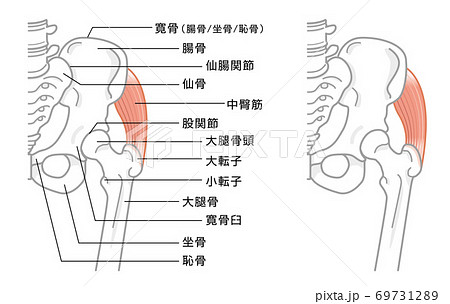 股関節と骨盤周辺の骨構造 イラストのイラスト素材