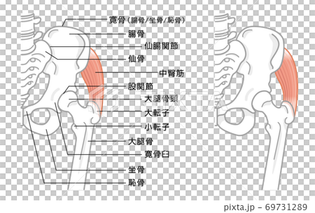 股関節と骨盤周辺の骨構造 イラストのイラスト素材