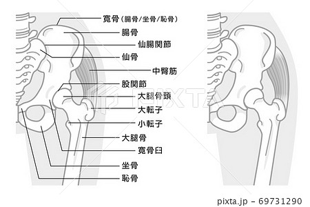 股関節と骨盤周辺の骨構造 イラスト モノトーンのイラスト素材