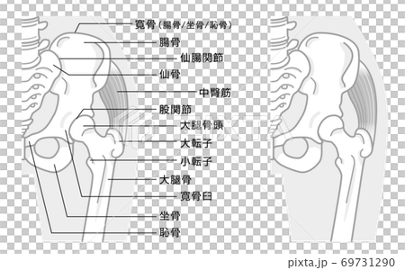 Bone structure around the hip joint and pelvis Illustration monotone Bone structure around the hip joint and pelvis Illustration monotone 69731290
