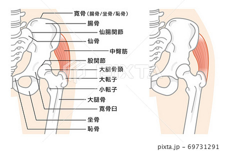 股関節と骨盤周辺の骨構造 イラストのイラスト素材