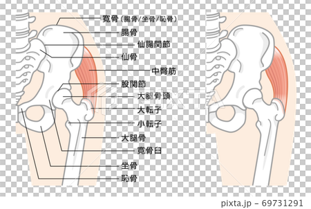 股関節と骨盤周辺の骨構造　イラスト 69731291