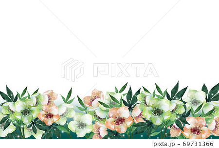 水彩のクリスマスローズフレーム 69731366