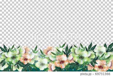 水彩のクリスマスローズフレーム 69731366