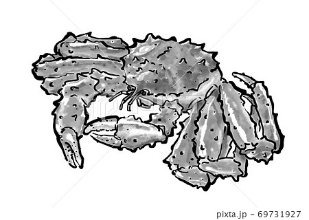 タラバガニの手描きのイラスト のイラスト素材