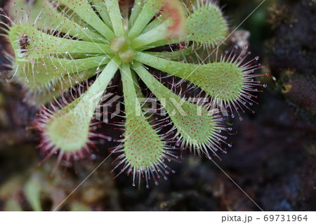 9月 鎌倉1113食虫植物ドロソフィルム・ドロソフィルム科・大船フラワー