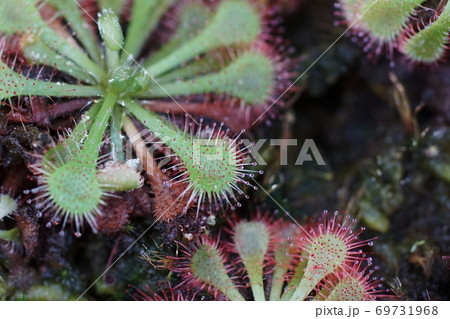 9月　鎌倉1112食虫植物ドロソフィルム･ドロソフィルム科･大船フラワーセンター 69731968