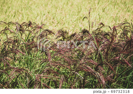 こうべを垂れる赤米の稲穂 普通の稲穂の背景　c-2 フィルム調1 69732318