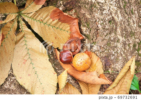 トチノキの根元で見つけた果実、割れた果皮、種子（栃の実）　9月 69732691