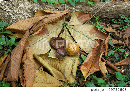 トチノキの根元で見つけた果実、割れた果皮、種子(栃の実) 9月 トチノキの根元で見つけた果実、割れた果皮、種子(栃の実) 9月 69732693