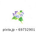 可愛いアジサイ 69732901