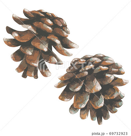 松ぼっくり油彩画 松ぼっくり 2個 水彩画 切り抜きのイラスト素材 [69732923] - PIXTA