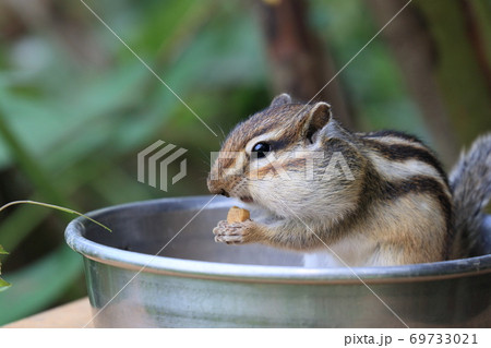 ほお袋をいっぱいに膨らませてエサを食べるシマリス ほお袋をいっぱいに膨らませてエサを食べるシマリス 69733021
