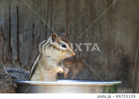 給餌台のボウルに入って立ち上がるシマリス 69733139