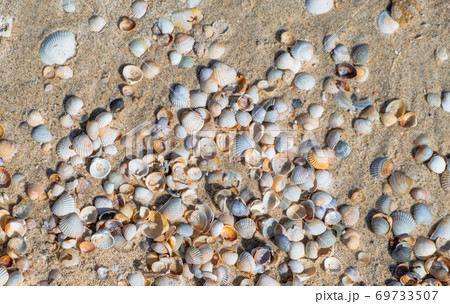 colorful sea shells background. Sea shells on sand. Summer beach background 69733507