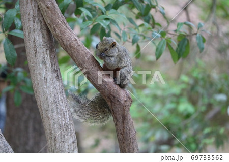 頭を抱えるリス 69733562