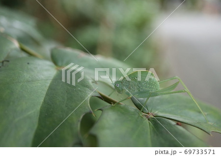 新宿区内のヒメクダマキモドキ幼虫 69733571