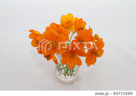グラスに飾ったキバナコスモスのオレンジ色の切り花 69733689
