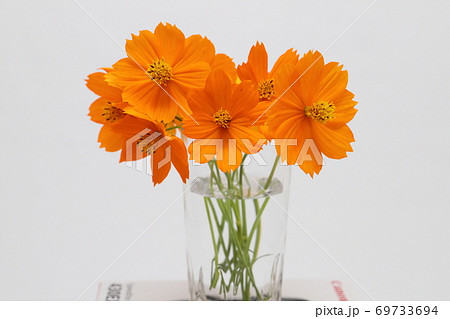 グラスに飾ったキバナコスモスのオレンジ色の切り花の写真素材
