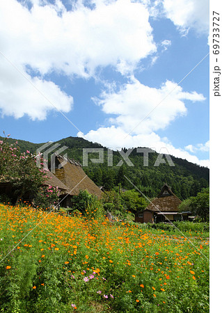 茅葺の家とコスモス 69733727