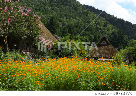 茅葺の家とコスモス 69733770