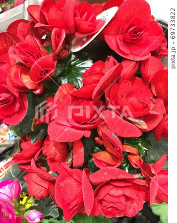 リーガース ベゴニア エラチオールベゴニア の写真素材