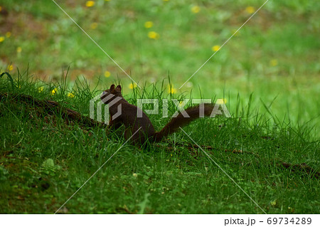 草の茂みに隠れて警戒するエゾリス 草の茂みに隠れて警戒するエゾリス 69734289