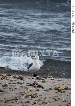 荒れた海岸に立つカモメの写真素材 荒れた海岸に立つカモメの写真素材