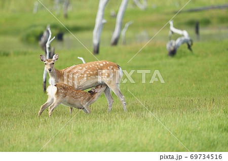 授乳中のエゾシカ親子（北海道） 69734516