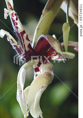 ランの仲間の白い花 小豆色のまだら模様がある変わった形の花の写真素材