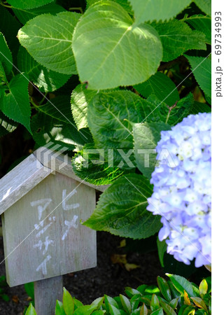 XT2三景園のヒメアジサイその1 69734993