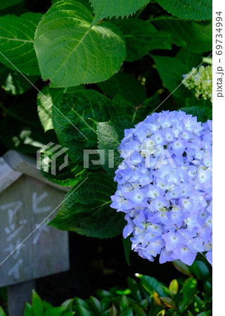 XT2三景園のヒメアジサイその2 69734994