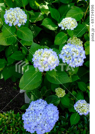 XT2三景園のヒメアジサイその4 69734996