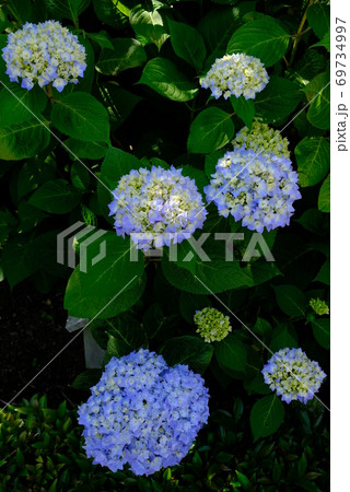 XT2三景園のヒメアジサイその5 69734997