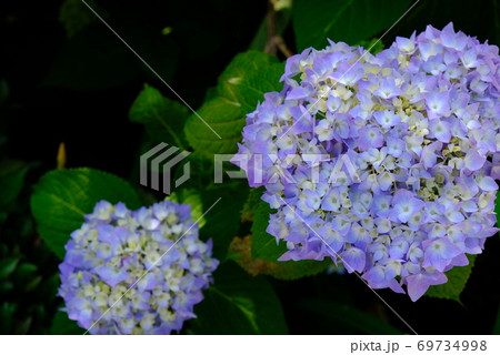 XT2三景園のヒメアジサイその6 69734998